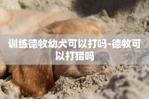 训练德牧幼犬可以打吗-德牧可以打猎吗